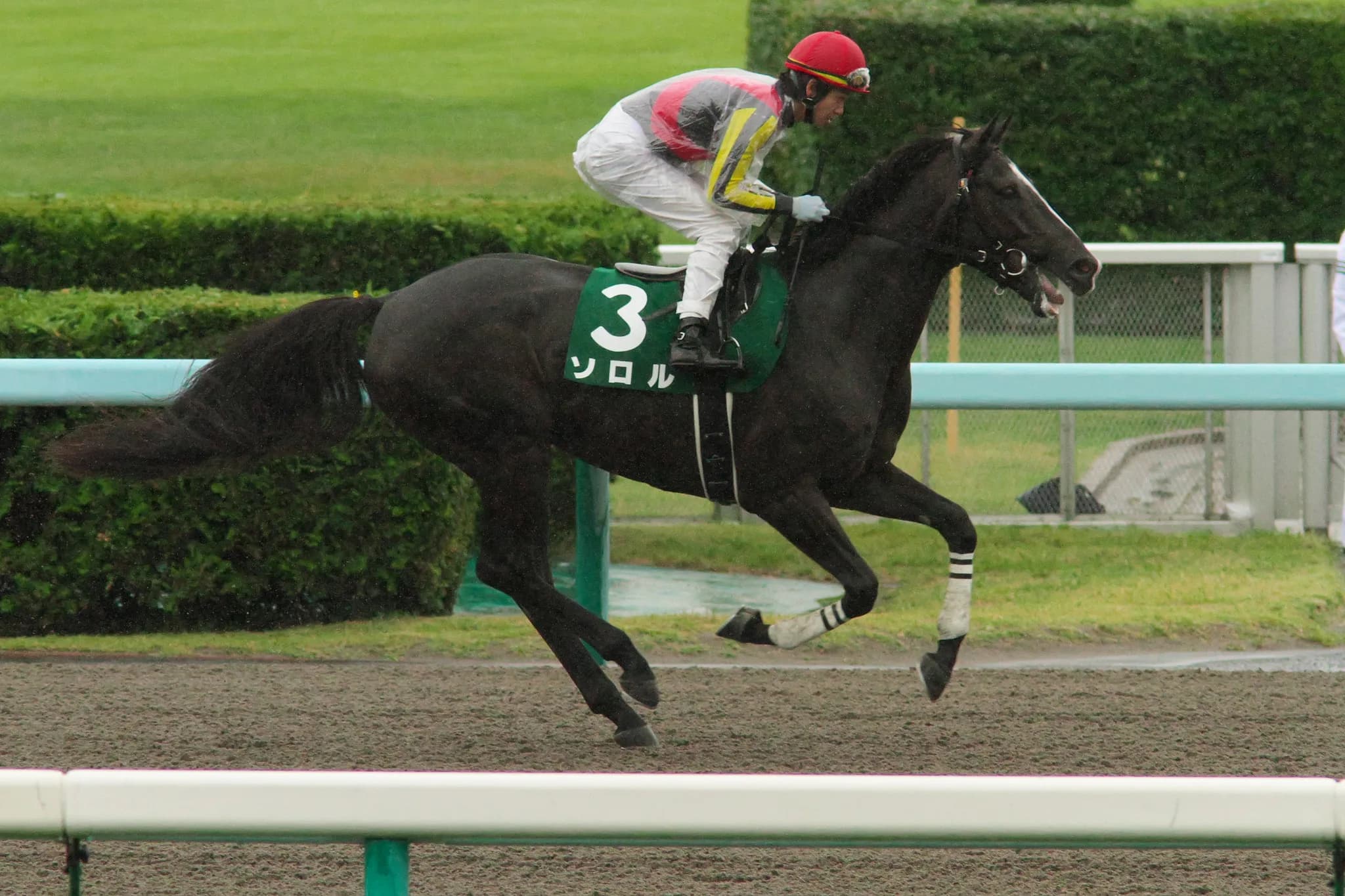 【阪神ジャンプS】ソロル乗り替わりも心配無用?重賞連勝待ったなしか