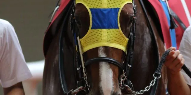 エアスピネル、安田記念を回避。復帰は秋