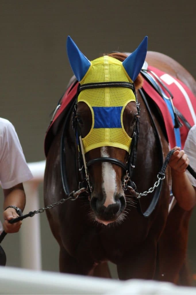 【マイラーズC予想2018】エアスピネル“善戦マン”払拭のチャンス、G1初Vに向けて弾みを！