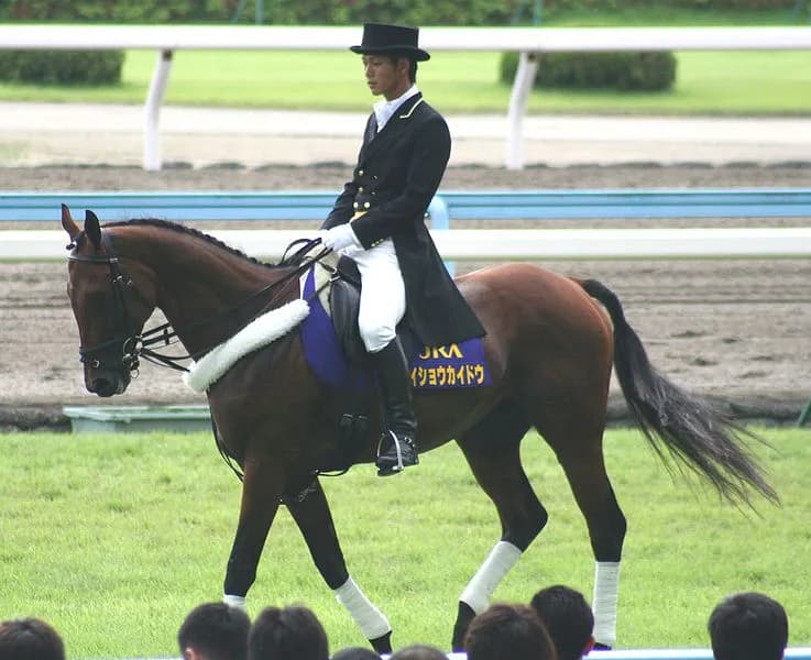 “小倉三冠馬”メイショウカイドウ、かつての主戦・武豊を背に誘導馬引退