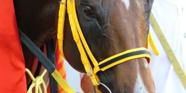 ビッグアーサー、復帰戦のセントウルSを回避。スプリンターズSへ直行