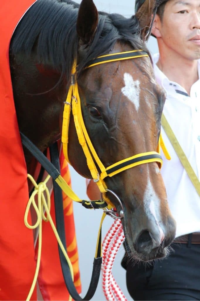 ビッグアーサー、復帰戦のセントウルSを回避。スプリンターズSへ直行