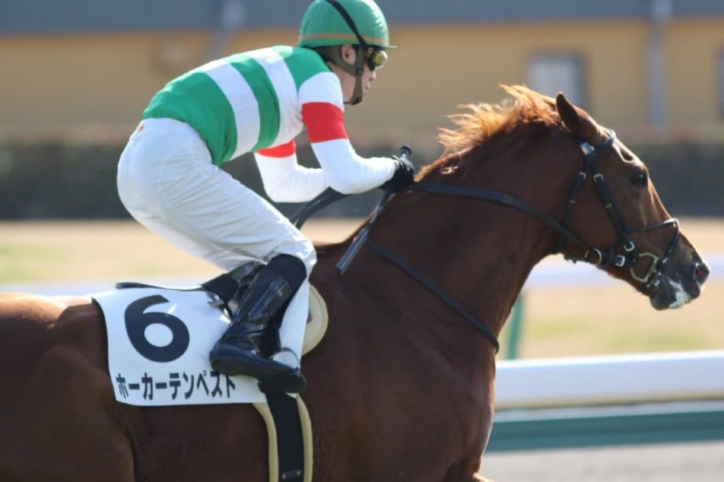 【新潟ジャンプS2017】ホーカーテンペスト、平地力が生かせる新潟はベストな舞台