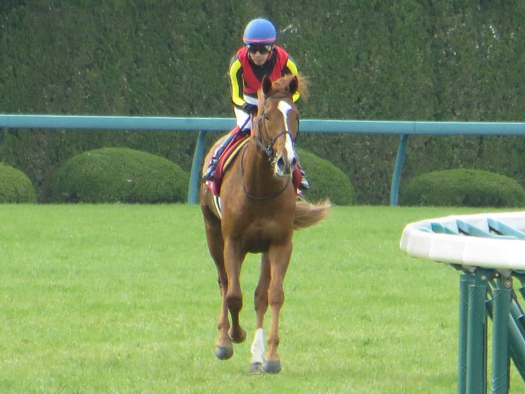 ステイゴールド後継争い、オルフェーヴル一歩リードも熾烈化か