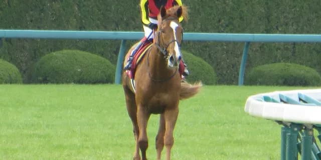 ステイゴールド後継争い、オルフェーヴル一歩リードも熾烈化か