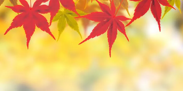 クイーンマンボ、秋華賞へ参戦！