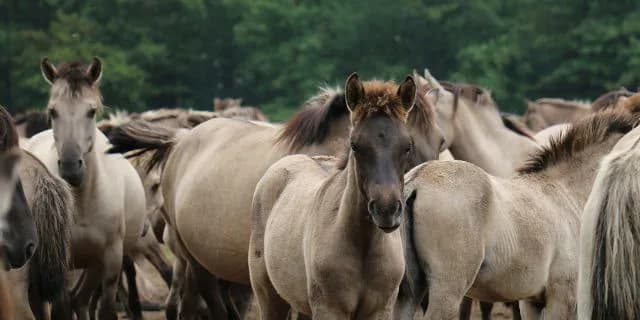 【新潟2歳S2017】能力差が分からない難解な一戦