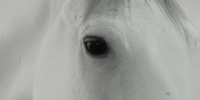 ブチコの初子がデビュー！白毛一族3代目・ソダシ