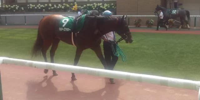 JRA重賞3勝馬マルターズアポジーが引退、種牡馬に