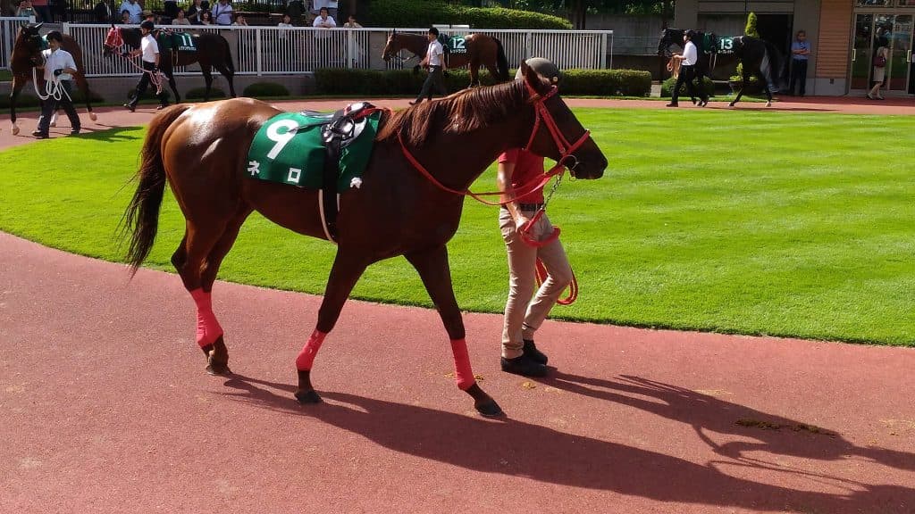 ネロ、引退。種牡馬へ