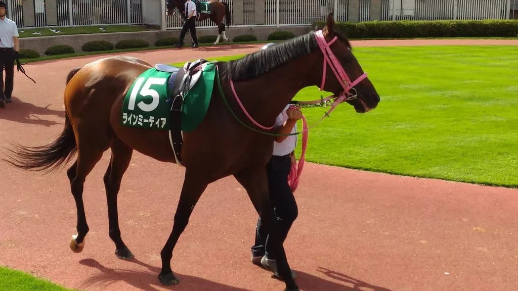 ラインミーティア、蹄葉炎により安楽死