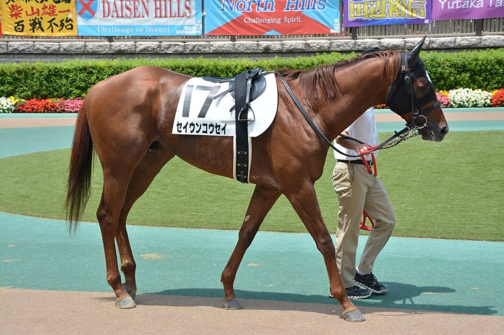 【スプリンターズS2017】新旧チャンピオン勢揃い！次世代の王者に輝くのは？