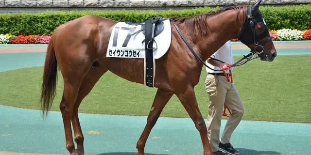 【京王杯SC予想2018】コウセイタッグで目指せ完全復活！