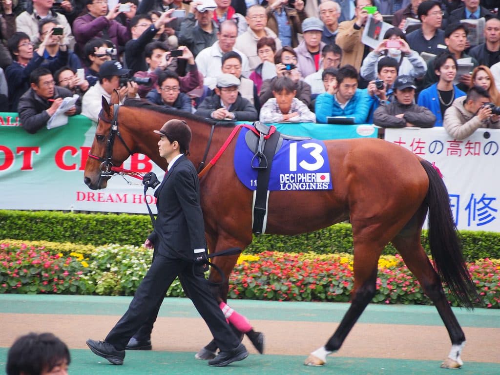 【オールカマー2017予想】大混戦ムードでチャンス到来！ディサイファ復活の激走か！？