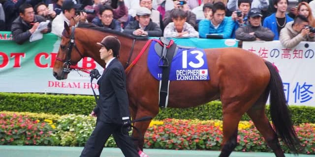 【オールカマー2017予想】大混戦ムードでチャンス到来！ディサイファ復活の激走か！？