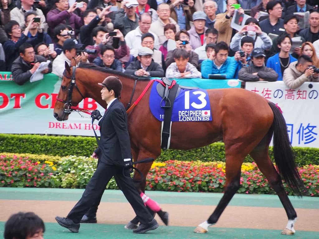 重賞4勝のディサイファ、現役を引退。今後は未定