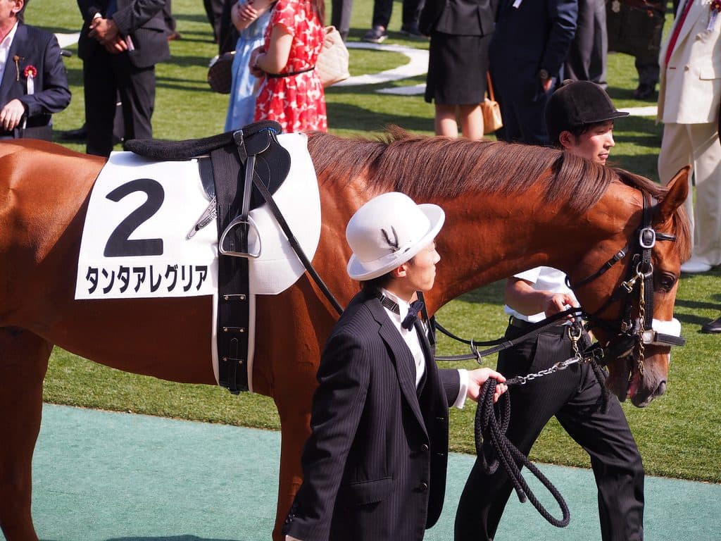 タンタアレグリア体調整わず、ジャパンカップを回避