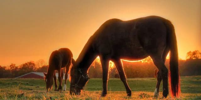 【注目新馬】母がG1馬VS兄がG1馬、良血馬の条件とは？
