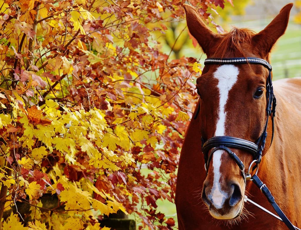 【スプリンターズＳ】いよいよ秋のG1シーズン到来！休み明けか？それとも夏稼働組か？！