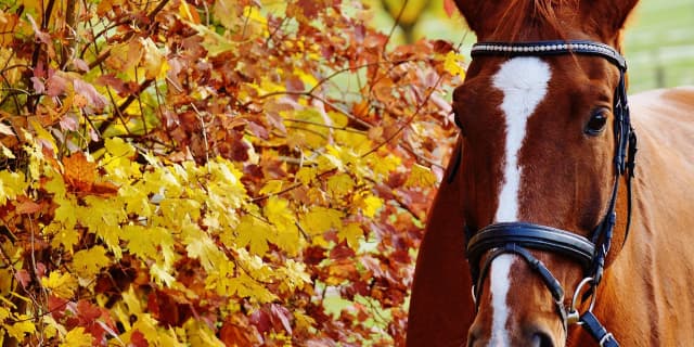 【スプリンターズＳ】いよいよ秋のG1シーズン到来！休み明けか？それとも夏稼働組か？！