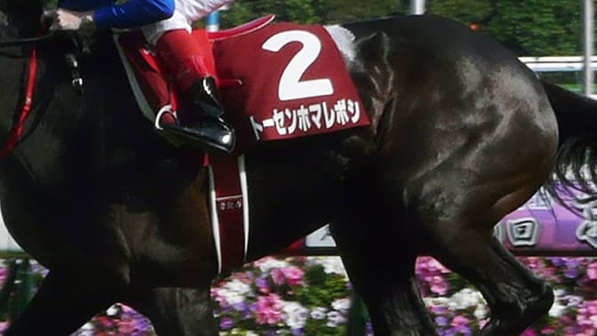 【セントライト記念2017予想】関東の秘密兵器はこの馬だ？！トーセンホマレボシ産駒“期待の星”