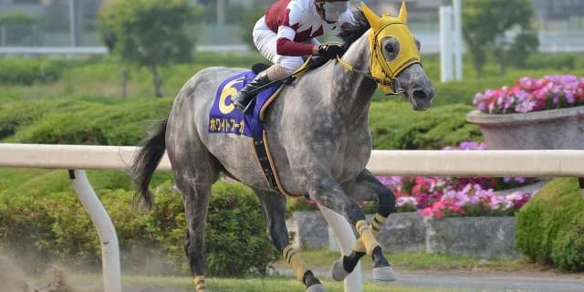 【JBCレディスクラシック2017予想】クイーンマンボ不在のホワイトフーガを脅かすのはこの馬だ！