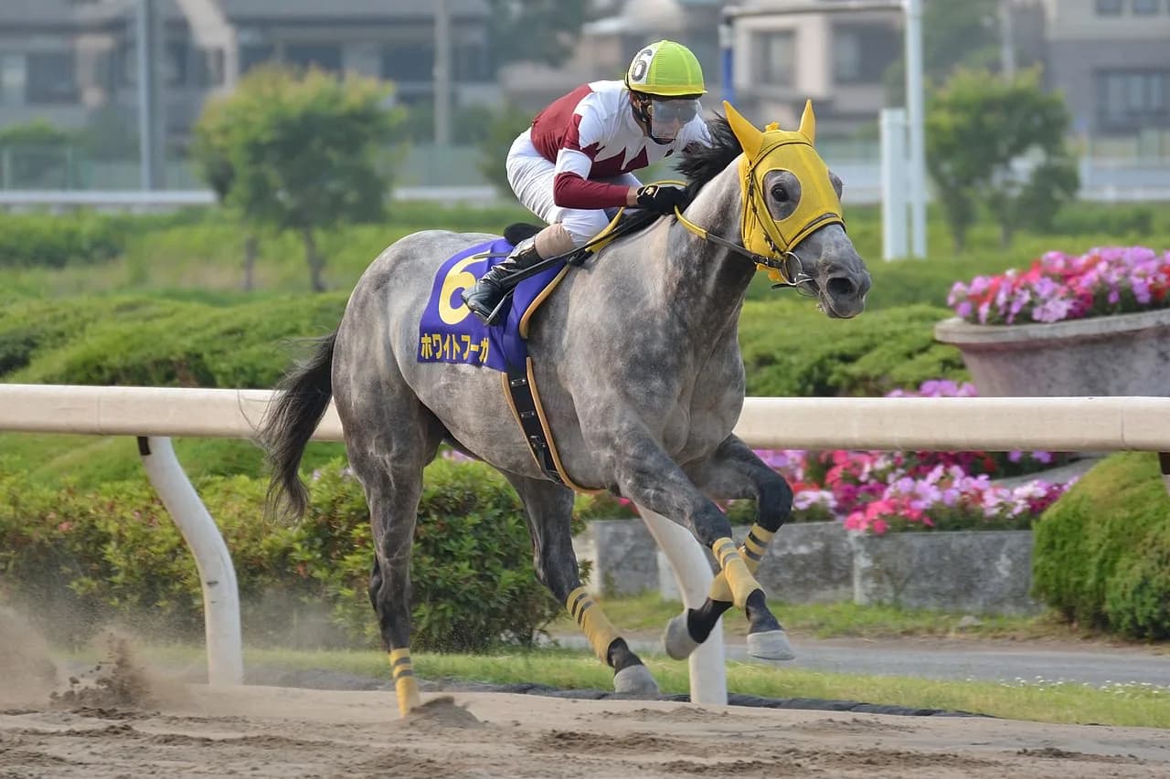 【JBCレディスクラシック2017予想】クイーンマンボ不在のホワイトフーガを脅かすのはこの馬だ！