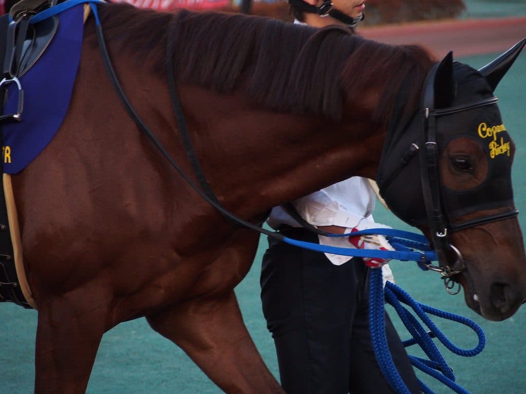 コパノリッキー来春から種牡馬に、亡きゴールドアリュールの後継として期待大