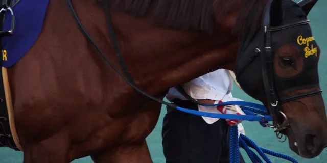 コパノリッキー来春から種牡馬に、亡きゴールドアリュールの後継として期待大