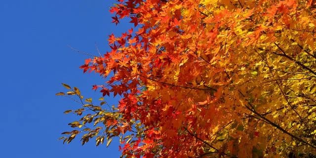 【もみじS2017考察】プレミアムに続け、ダノンスマッシュ！