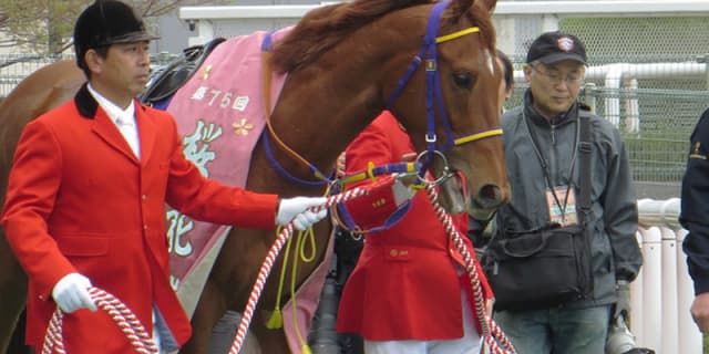 【スワンS2017】復調レッツゴードンキ、香港スプリントへ向けて弾みを！