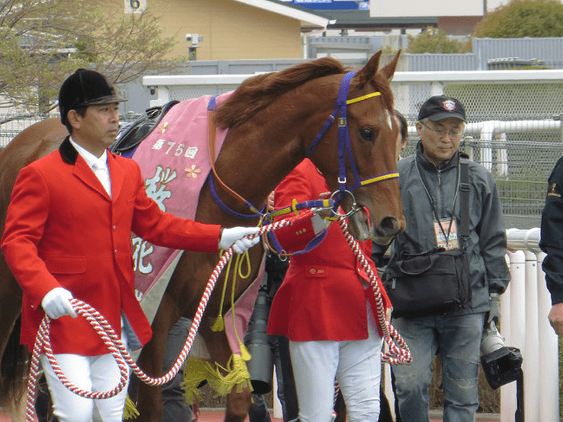 【スワンS2017】復調レッツゴードンキ、香港スプリントへ向けて弾みを！