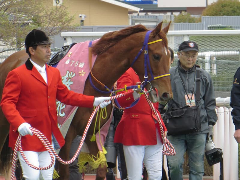 【スワンS2017】復調レッツゴードンキ、香港スプリントへ向けて弾みを！