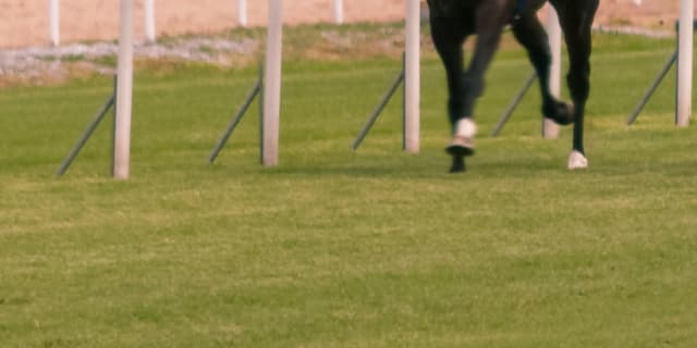 【ファンタジーS予想2017】コーディエライト、近2戦は逃げの一手でパフォーマンス向上。巻き返しに期待！