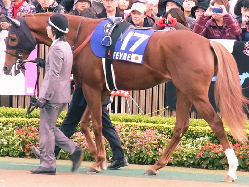 【阪神JF2017】2頭のオルフェーヴル産駒がついに激突！