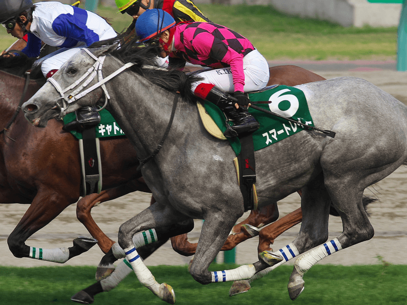 スマートレイアー引退、繁殖入り