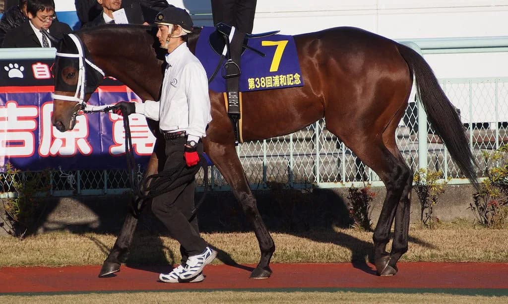 【ベテルギウスS予想2017】急成長を遂げたマイネルバサラに期待！