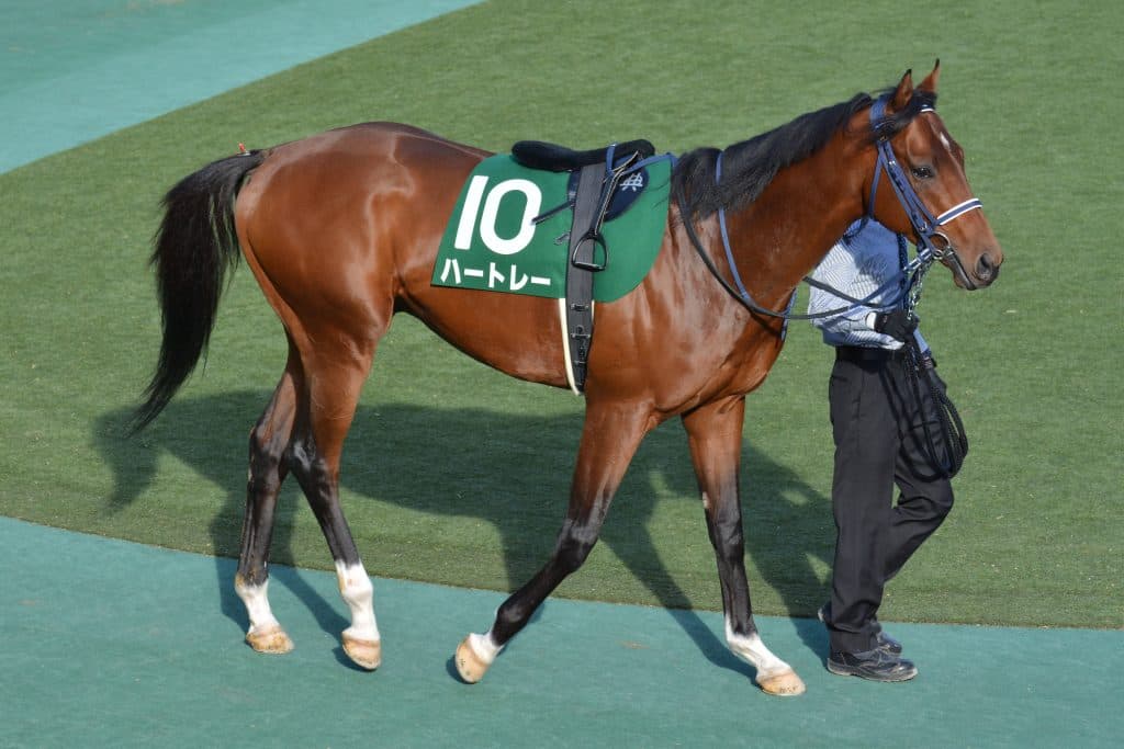 【ディセンバーS2017予想】ホープフルS勝ち馬ハートレーが約2年ぶり生まれ変わって復帰！