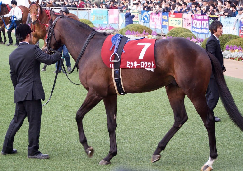 【日経新春杯予想2018】ミッキーロケット断然か、焦点は相手探し