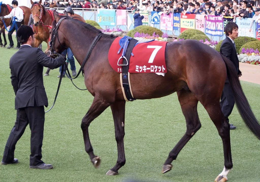 【日経新春杯予想2018】ミッキーロケット断然か、焦点は相手探し
