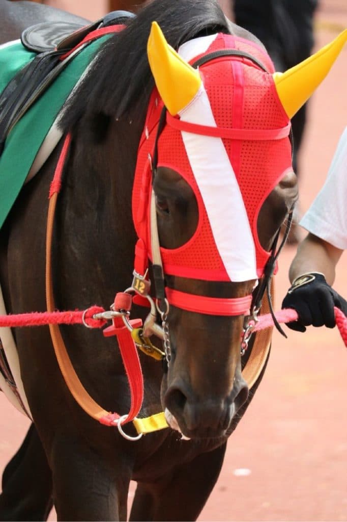 【阪神大賞典2019予想】今年はG1馬も、4,5歳馬も不在！警戒すべき穴馬とは？