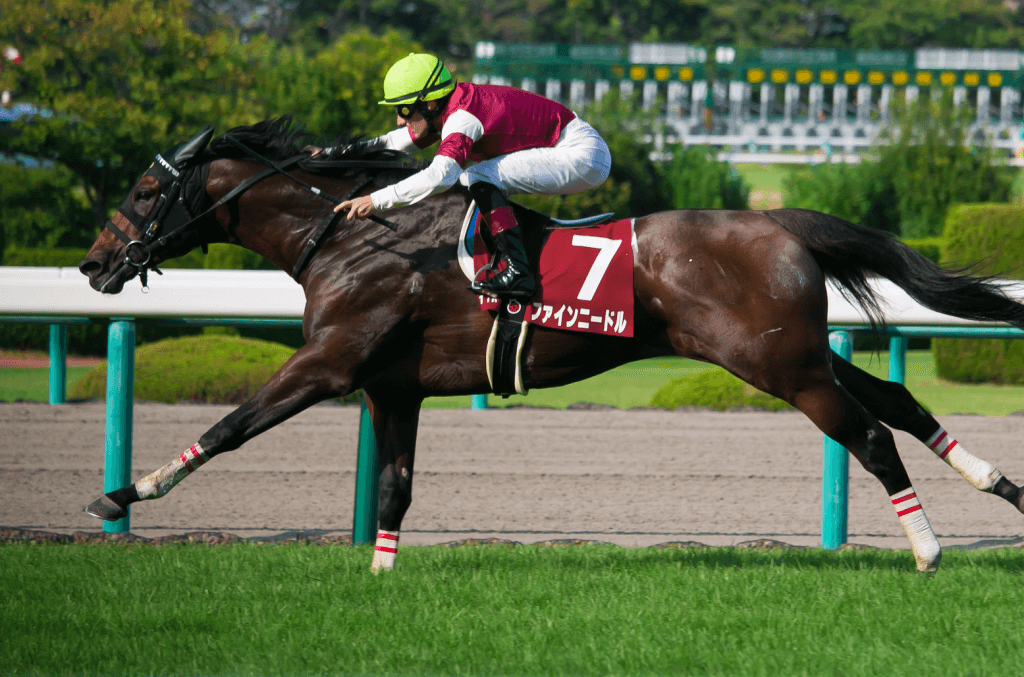 ファインニードル引退、種牡馬に