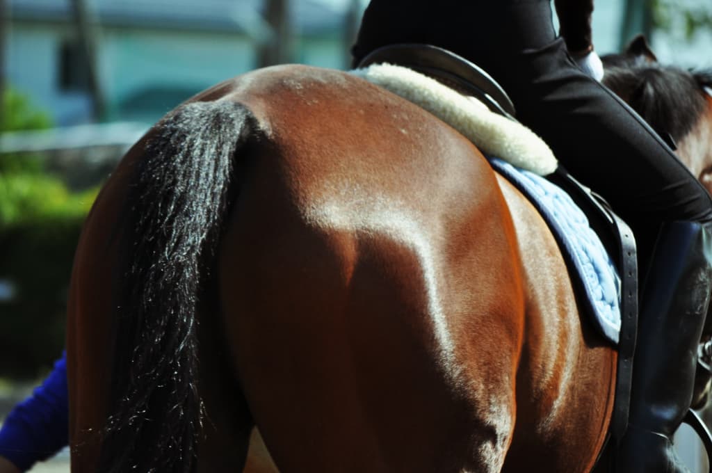 【桜花賞2020予想】最終追い切り・調教内容が高評価の馬トップ3は？