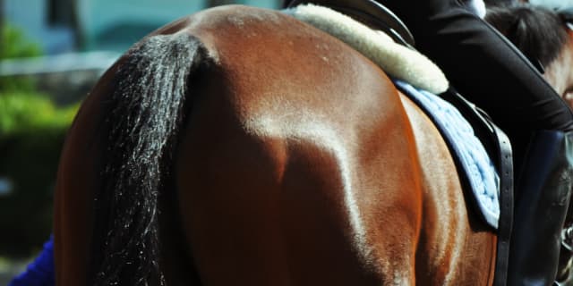 【桜花賞2020予想】最終追い切り・調教内容が高評価の馬トップ3は？