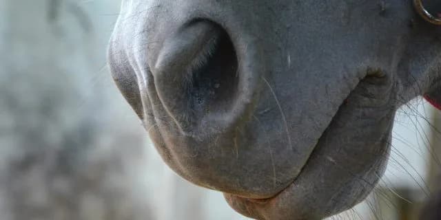 【AJCC2018】ブラックバゴ、鼻出血により回避