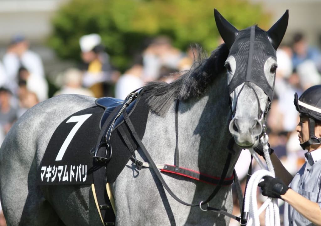 【愛知杯予想2018】昨年覇者のマキシマムドパリ、引退前にもうひと花咲かせるか？