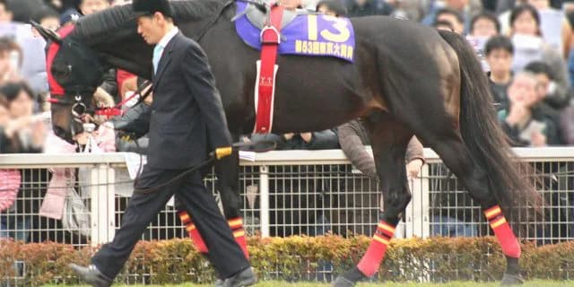 ヴァーミリアン種牡馬引退し乗馬へ