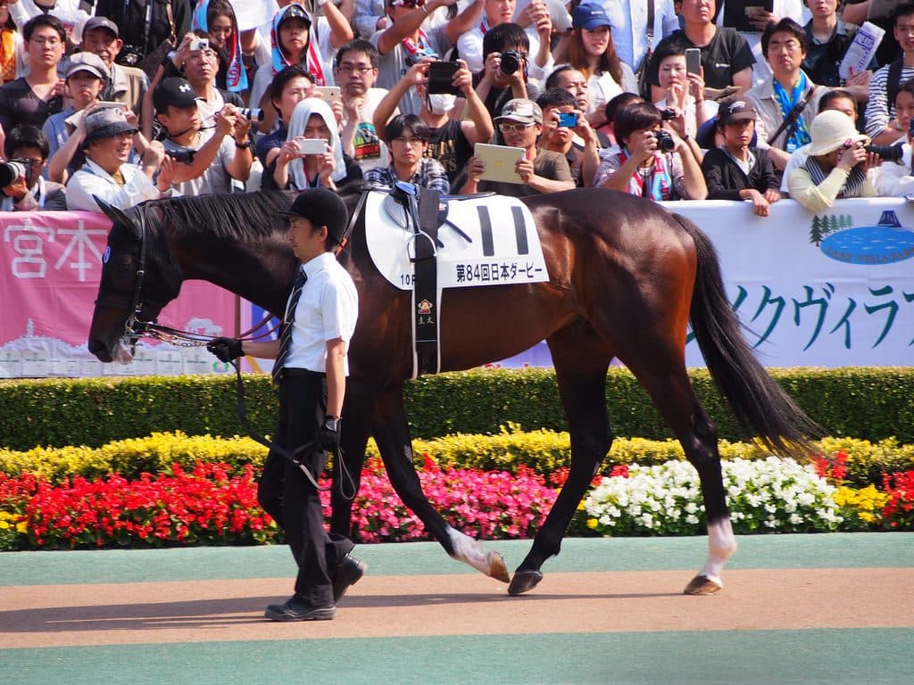 【中山記念予想2018】ミルコ✕ペルシアンナイト、本番前でも好勝負必須