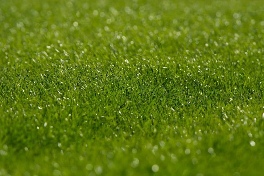 ノンコノユメ、芝参戦の可能性はあるのか?トワイニング産駒の成績から適性を分析してみた