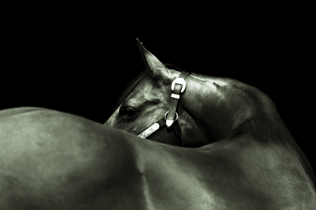 【クイーンC2018】ダークホースの一発に注意したい3歳牝馬重賞！